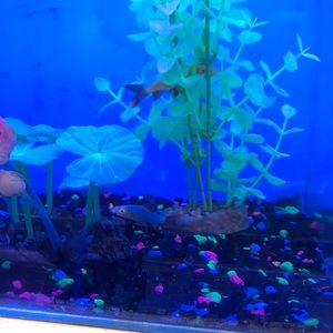 Meet your Posher, Frank